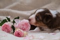 Small Australian Shepherd puppy red tricolor lies on white fluffy soft blanket next to pink roses. Beautiful aussie dog for Royalty Free Stock Photo