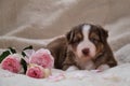 Small Australian Shepherd puppy red tricolor lies on white fluffy soft blanket next to pink roses. Beautiful aussie dog for Royalty Free Stock Photo