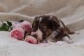 Small Australian Shepherd puppy red tricolor lies on white fluffy soft blanket next to pink roses. Beautiful aussie dog for Royalty Free Stock Photo