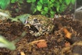 A small toad sits on a branch