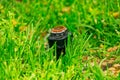 Small automatic irrigation system sprinkler head hides in a grass