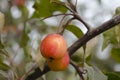 Small autumn apples on the branch
