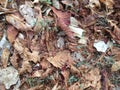 Small autumn leaves. Natural autumn abstraction. Texture in the autumn forest. Royalty Free Stock Photo