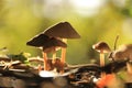 Small autumn mushrooms in sunlight