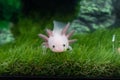 Small Axolotl Ambystoma mexicanum walking on a grass in aquarium. Baby amphibian or salamander in a fish tank Royalty Free Stock Photo