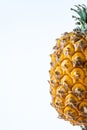 Small Azorean pineapple in white background with copy space Royalty Free Stock Photo