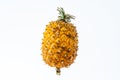 Small Azorean pineapple in white background