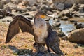 Small Azov cormorant, dries its wings, on the beach, against the background of sea sand, stones