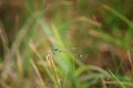 Small azure dragonfly perched on a wheat plant, its wings shimmering in the light Royalty Free Stock Photo