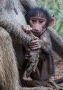 Small baboon in mother's embrace