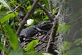 Small Baby Alligator Taking Nap on Log in Florida Swamp Royalty Free Stock Photo