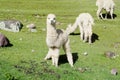 Small baby alpaca on green meadow Royalty Free Stock Photo