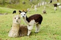 Small baby alpaca and mother on green meadow Royalty Free Stock Photo