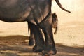 A small baby Asian elephant (Elephas maximus), known as an Asian elephant, hides behind its mother-family.