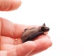 Small Baby Bat In The Hand Royalty Free Stock Photo