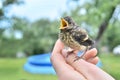 Small baby bird chaffinch
