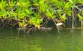 Small baby crocodile alligator in tropical mangrove river Bentota Sri Lanka