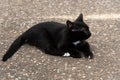 Small baby black cat sitting on the road