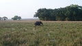 Small baby elephant is walking through the grass field Royalty Free Stock Photo