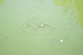 Small baby fish juveniles eaiting bread in green pond water