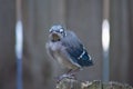 Baby Blue Jay Fledgling Bird Royalty Free Stock Photo