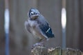 Baby Blue Jay Fledgling Bird Royalty Free Stock Photo