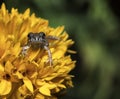 Small baby frog hunting on orange flower