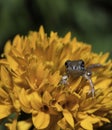 Small baby frog hunting on orange flower