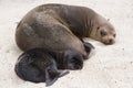 Small baby Galapagos sea lion seen sleeping contentedly against its mother in soft focus background Royalty Free Stock Photo