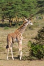 Small baby giraffe Royalty Free Stock Photo