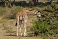 Small baby giraffe eats bush