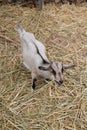 Baby Goat