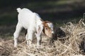 Small baby goat standing in pile of hay.