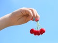 Child`s hand with a bunch of cherries against the sky Royalty Free Stock Photo