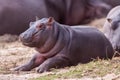 Small baby Hippo lying outside the water Kruger Park South Africa Royalty Free Stock Photo