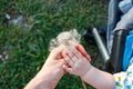 a small baby holds a blooming dandelion flower in his hand and is not afraid of allergies, spring pollinosis in children and adult Royalty Free Stock Photo