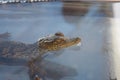 small baby juvenile crocodile