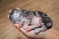 small baby kitten sleep hand wood background.