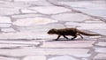 Small baby mongoose running across walkway