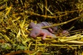 Small baby mouse in yellow salome. Royalty Free Stock Photo