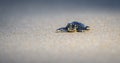 Small baby Olive ridley sea turtle hatchling crawling towards the ocean waters. Isolated Baby turtle on the sandy beach Royalty Free Stock Photo