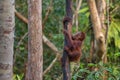 Small baby orangutan orang-utan - Borneo