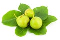 Small baby pears on leaves Royalty Free Stock Photo