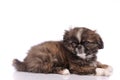 small baby pekingese dog isolated over the white background Royalty Free Stock Photo