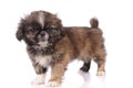 small baby pekingese dog isolated over the white background Royalty Free Stock Photo