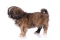 small baby pekingese dog isolated over the white background Royalty Free Stock Photo