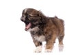 small baby pekingese dog isolated over white background Royalty Free Stock Photo