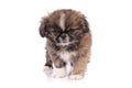 small baby pekingese dog isolated over the white background Royalty Free Stock Photo