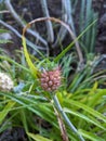 Small baby pineapple growing Royalty Free Stock Photo