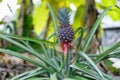 Small baby pineapple growing on a plant in the garden Royalty Free Stock Photo